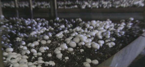 黑龍江秸稈利用，小秸稈變成大生意