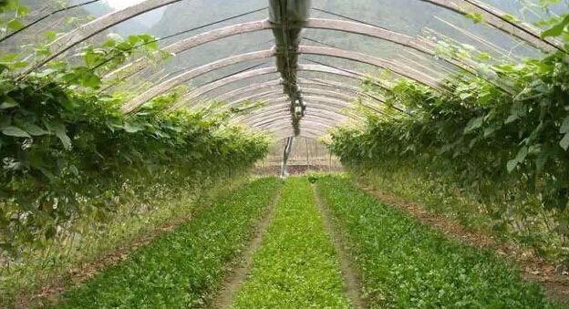 微生物菌劑如何讓土壤恢復(fù)健康！