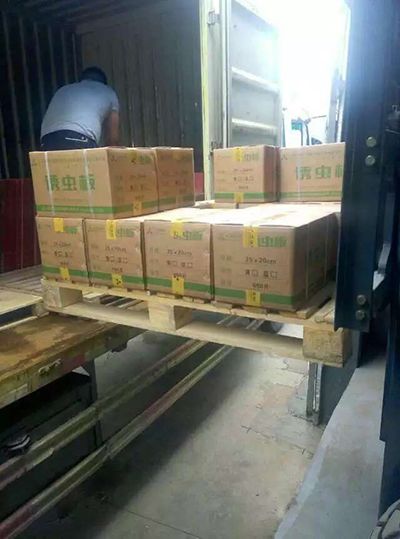 誘蟲(chóng)板出貨，發(fā)貨現(xiàn)場(chǎng)圖4