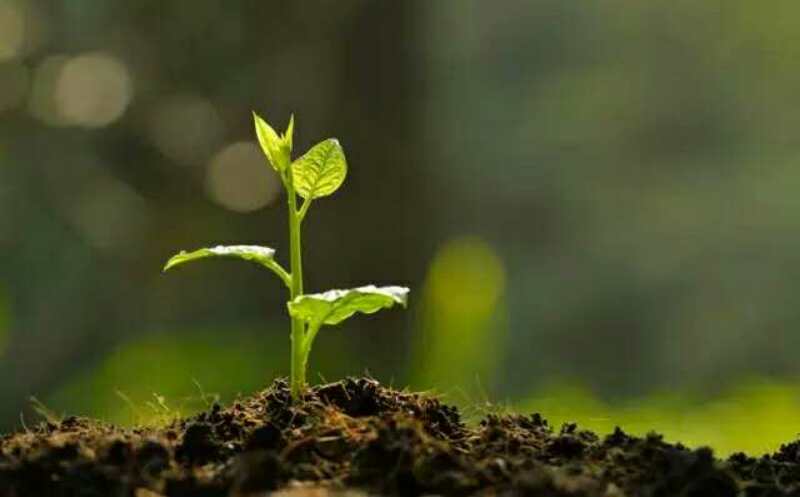 枯草芽孢桿菌_神奇的【枯草芽孢桿菌】菌肥都離不開(kāi)你！