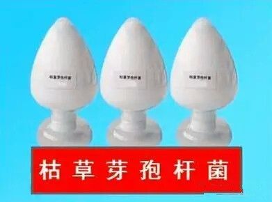 枯草芽孢桿菌_神奇的【枯草芽孢桿菌】菌肥都離不開(kāi)你！