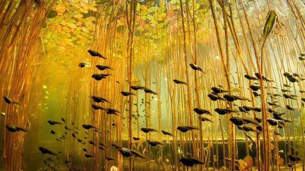 【藍瘦、香菇】遠離污染、走進綠色_人元生物