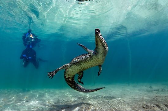 【藍瘦、香菇】遠離污染、走進綠色_人元生物