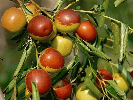 棗樹(shù)施肥管理技術(shù) 棗樹(shù)施肥管理技術(shù)