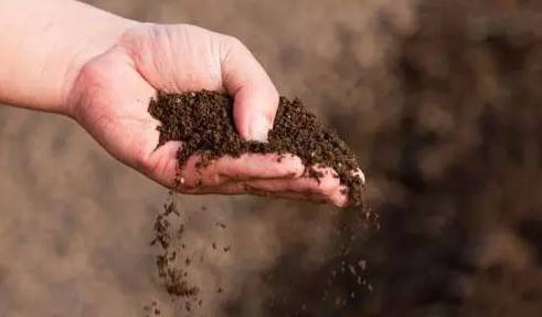 棗樹(shù)施肥管理技術(shù) 棗樹(shù)施肥管理技術(shù)