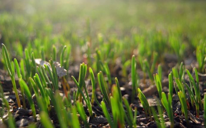 生產(chǎn)有機蔬菜_如何防除雜草 生產(chǎn)有機蔬菜_如何防除雜草