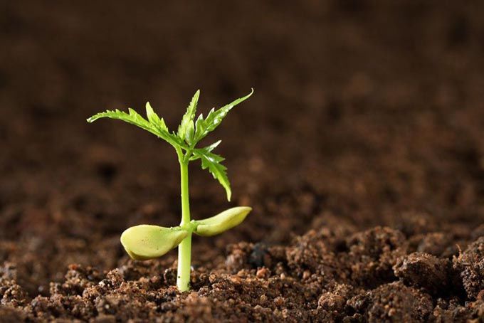 有機肥氮磷鉀養(yǎng)分如何更合理的分配和有效施用 有機肥氮磷鉀養(yǎng)分如何更合理的分配和有效施用