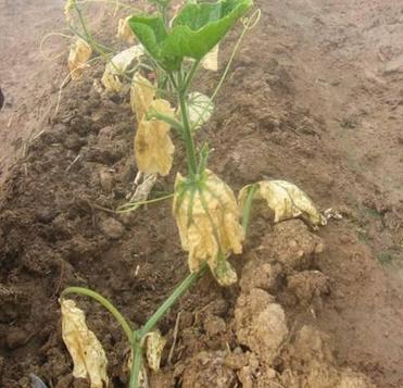 人元生物小指南_有機(jī)肥的堆漚方法，推薦收藏！