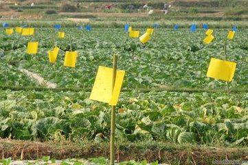 無公害9法巧防蔬菜蚜蟲 生物菌劑消滅蚜蟲！