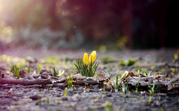 人元生物枯草芽孢桿菌的主要功能和作用 人元生物枯草芽孢桿菌的主要功能和作用