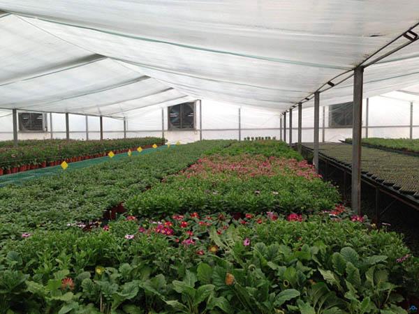 有機肥：盲目混施化肥，越冬蔬菜將遭受肥害