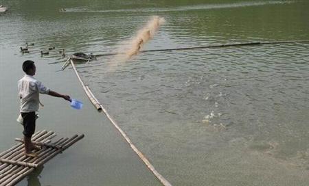 制作雞糞有機(jī)肥有哪些注意事項(xiàng)？