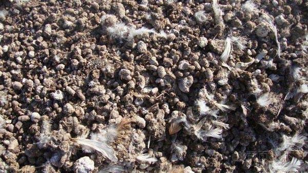 制作雞糞有機(jī)肥有哪些注意事項(xiàng)？