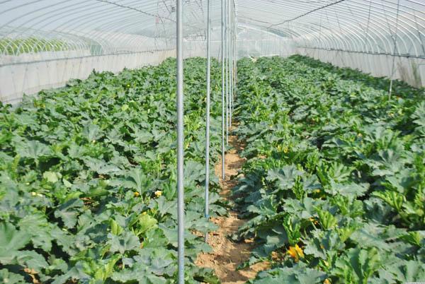 生物有機(jī)肥：老棚蔬菜種植如何改善土壤養(yǎng)分？