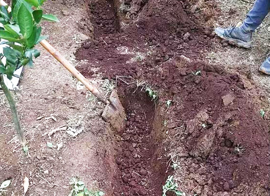 有機(jī)肥和化肥比哪個(gè)好？