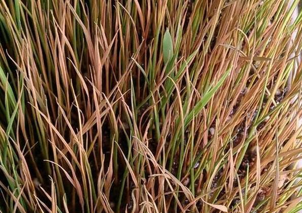 有機(jī)肥和化肥比哪個(gè)好？