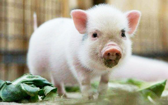 有機(jī)肥和化肥比哪個(gè)好？