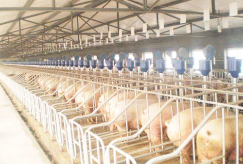 豬糞有機肥一噸多少錢？