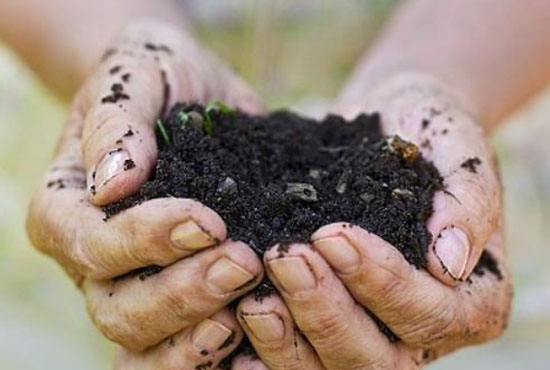 雞糞有機(jī)肥使用后有哪些好處？