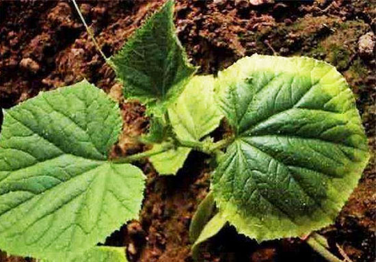 摻混肥料怎么生產(chǎn)，需要哪些生產(chǎn)線設(shè)備？