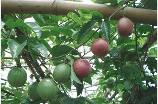 百香果開花時(shí)施用什么肥料好，施肥技術(shù)有哪些？