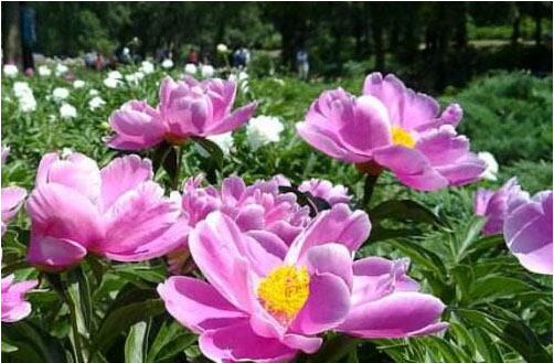 芍藥花期在什么時(shí)候，施什么肥料好?