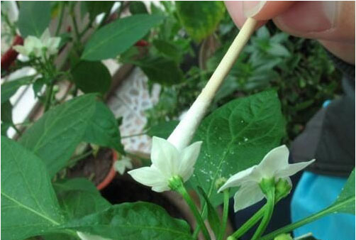 辣椒開花不結果的原因，需要施用什么肥料