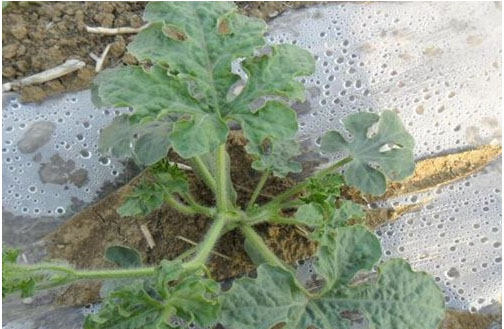 西瓜施用什么肥料長的好？施肥技術(shù)有哪些？