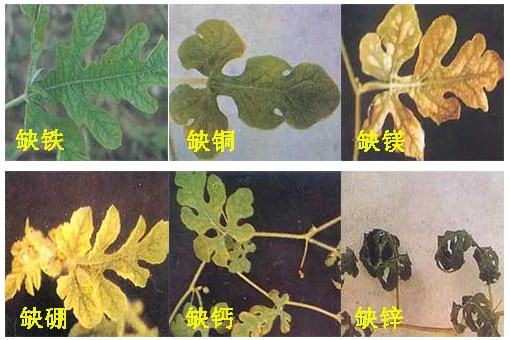 西瓜施用什么肥料長的好？施肥技術(shù)有哪些？