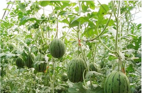 西瓜施用什么肥料長的好？施肥技術(shù)有哪些？