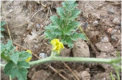 西瓜施用什么肥料長的好？施肥技術(shù)有哪些？