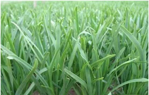 大棚韭菜沖什么肥料長的快?需要注意哪些？