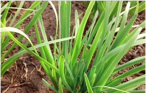 大棚韭菜沖什么肥料長的快?需要注意哪些？