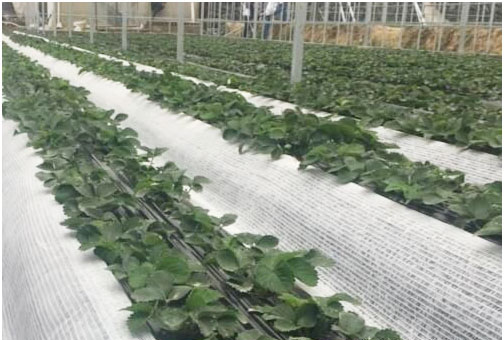 草莓種植施用什么肥料好，如何施肥？