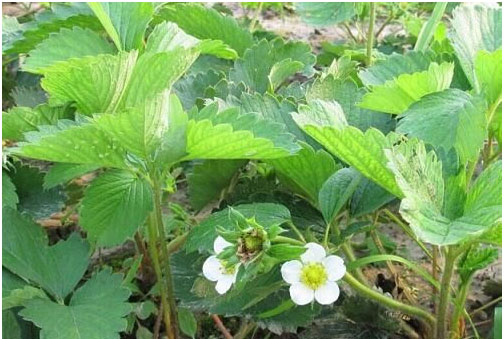 草莓種植施用什么肥料好，如何施肥？