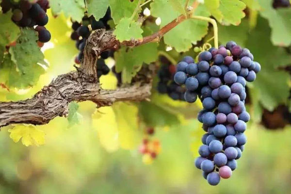 種植葡萄時施用什么肥料好？