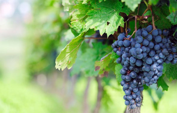 種植葡萄時用什么肥料好？