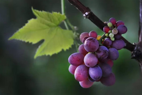 種植葡萄時用什么肥料好？