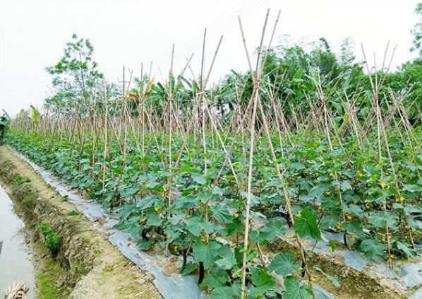 黃瓜施什么肥長的好？具體用法用量如何？