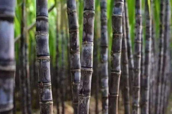 甘蔗施用什么肥料好？如何使用？