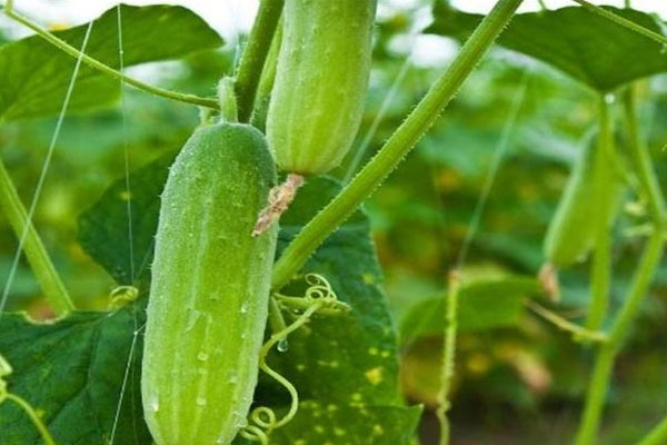 黃瓜施什么肥長的好？具體用法用量如何？