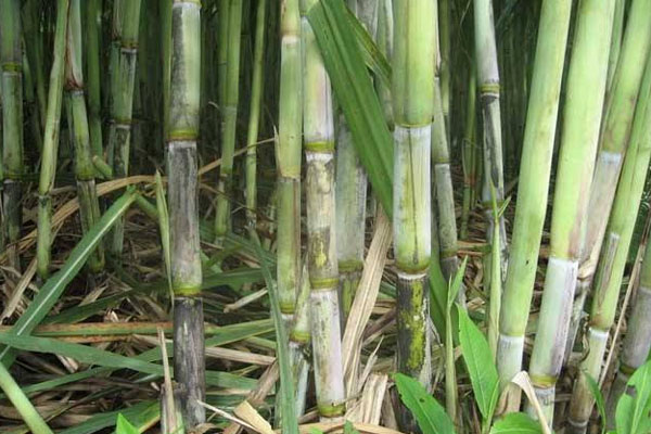 甘蔗施用什么肥料好？如何使用？