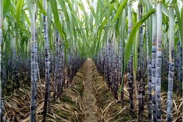 甘蔗施用什么肥料好？如何使用？