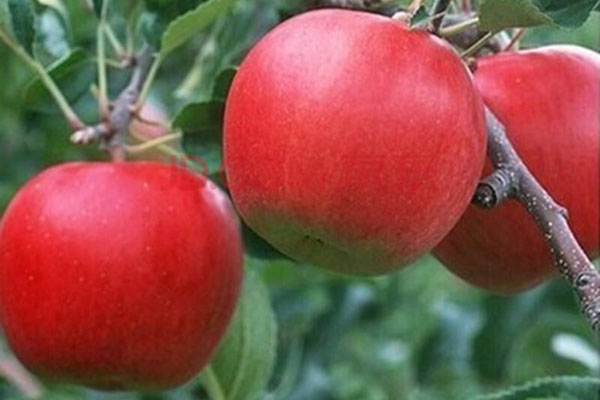 蘋果樹用什么肥料更好?如何施肥？