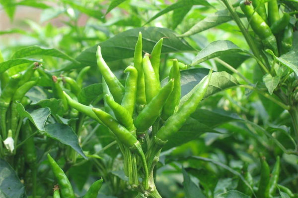 朝天椒施什么肥比較好？具體使用方法如何？