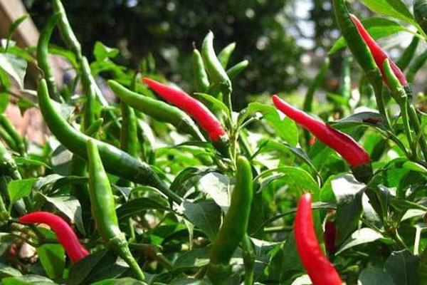 朝天椒施什么肥比較好？具體使用方法如何？