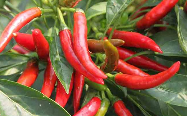 朝天椒施什么肥比較好？具體使用方法如何？