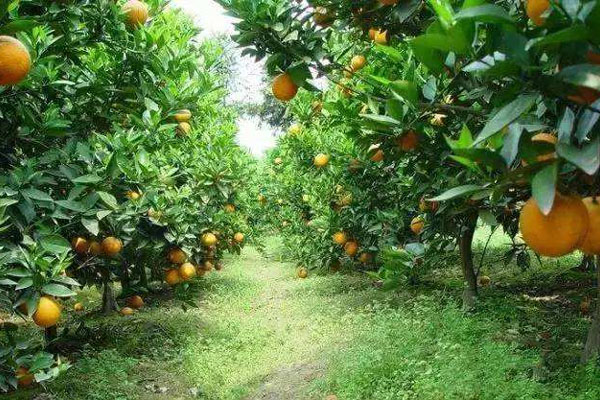 種柑橘用什么肥料好？如何使用？