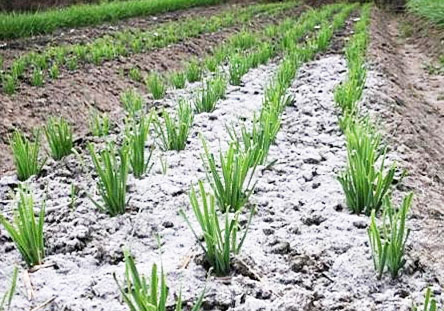 鉀肥是什么肥料，鉀肥的種類有哪些？