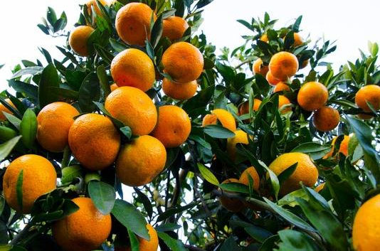 種柑橘用什么肥料好？如何使用？